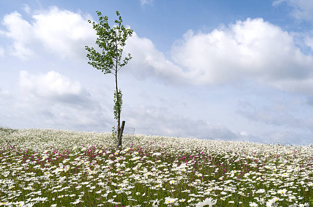 Field with daisies and lychnis. Field with daisies and lychnis on island Tiengemeten, The Netherlands. tiengemeten stock pictures, royalty-free photos & images