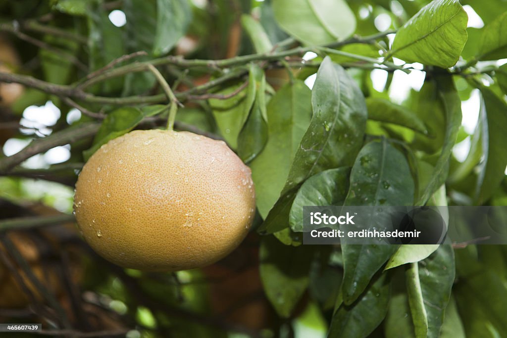 新鮮なグレープフルーツの木 - かんきつ類のロイヤリティフリーストックフォト
