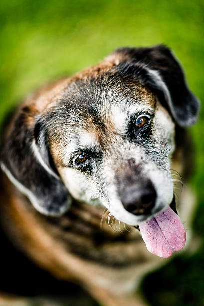 istock Mature Dog Sitting Patiently 465607855