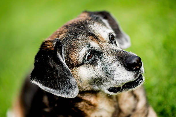 istock Mature Dog Resting Peacefully in Grass 465607861