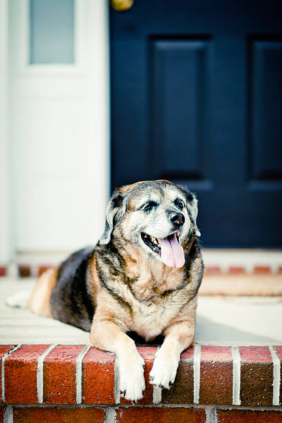 istock Mature Dog Waiting on Front Porch 465607865