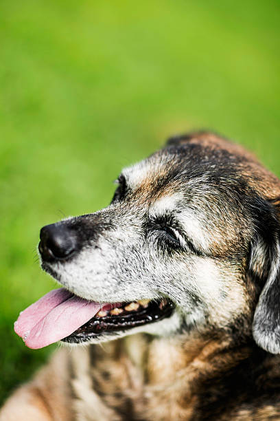 istock Mature Dog Resting Peacefully in Grass 465607897