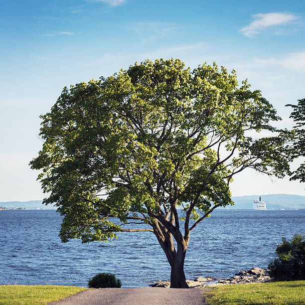Tree at the end of a road in front of the Oslo Fjord, Norway