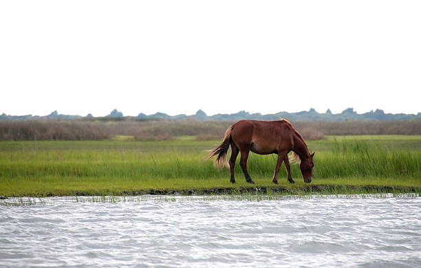 Wild Horses at Shackleford Banks