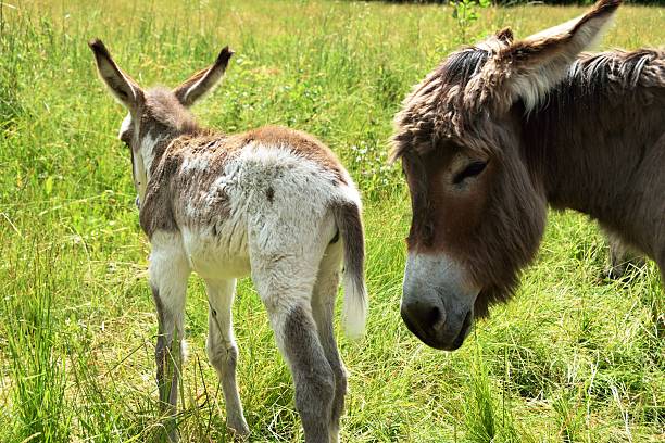 istock Donkey curious on green meadow in Italy 465608630