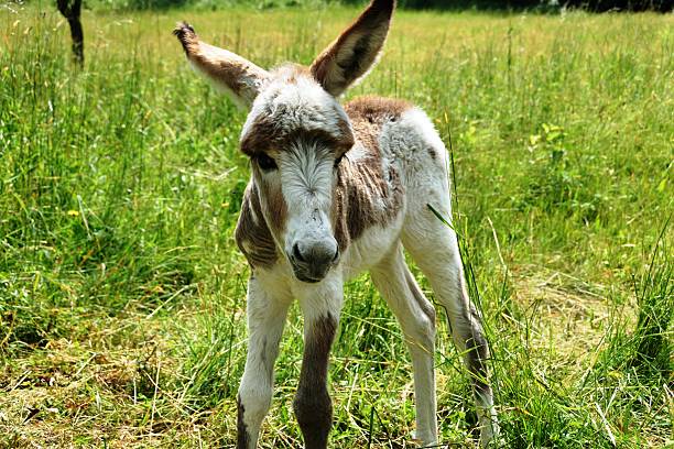 istock Donkey curious on green meadow in Italy 465608668