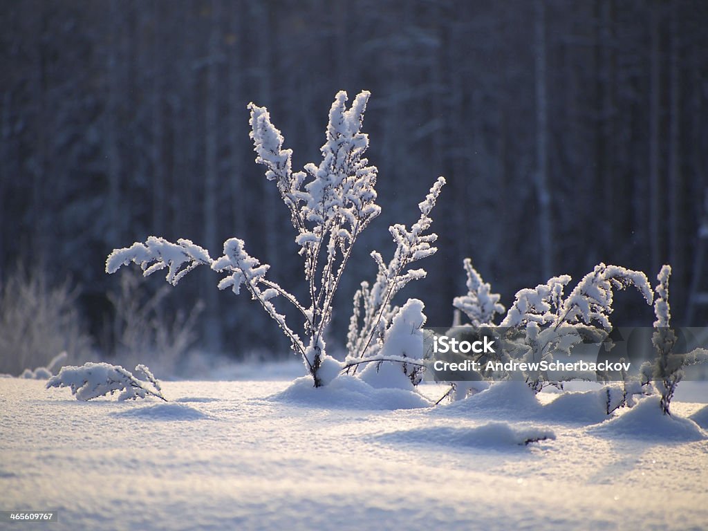 Hoja de hierba del año pasado, en la nieve - Foto de stock de Boscaje libre de derechos