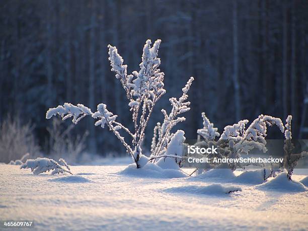 Hoja De Hierba Del Año Pasado En La Nieve Foto de stock y más banco de imágenes de Boscaje - Boscaje, Bosque, Brizna de hierba