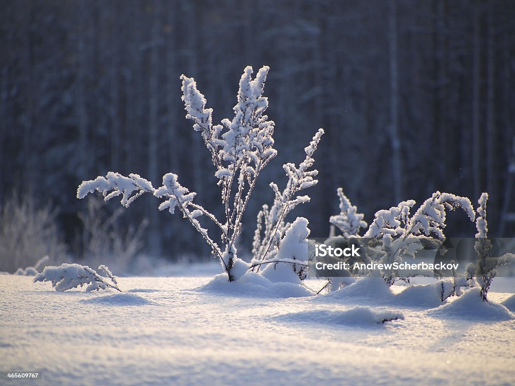 No ano passado, com lâmina de grama na Neve - Royalty-free Em último lugar Foto de stock