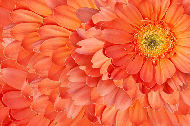 istock Beautiful daisy gerbera flowers 465610115