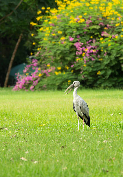istock Openbill Stork (Anastomus oscitans) standing on the garden 465610255