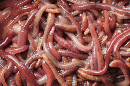 Earthworms close-up.