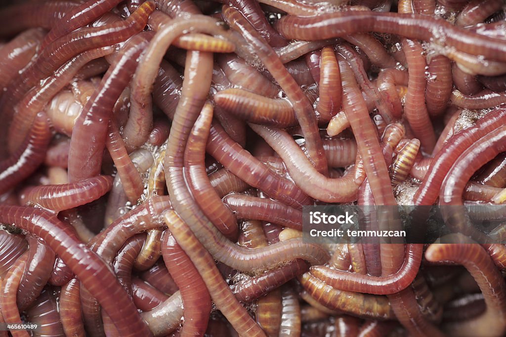 Earthworm Stock Photo - Download Image Now - Earthworm, Worm, Group Of Animals - iStock Earthworm Stock Photo - Download Image Now - Earthworm, Worm, Group Of Animals - iStock