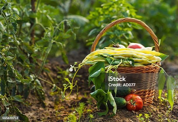 Урожай — стоковые фотографии и другие картинки Боб - Боб, Вегетарианское питание, Горизонтальный
