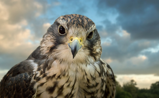 Falcon in front of a dark sky