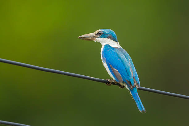 Collared Kingfisher Portrait of Collared Kingfisher (Todiramphus chloris) todiramphus sanctus stock pictures, royalty-free photos & images