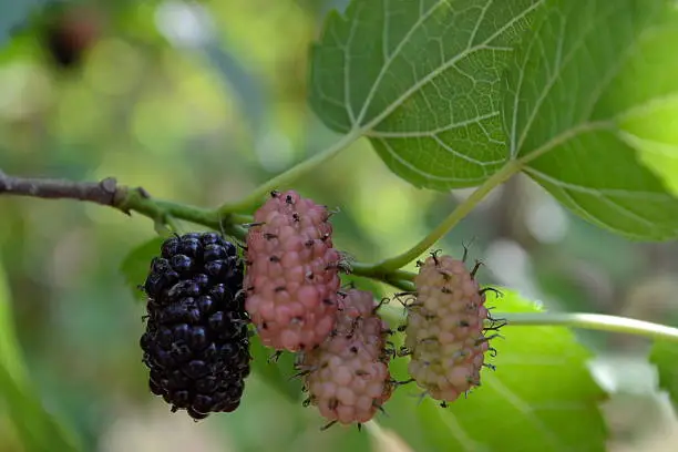 leaves and fruit of blackleaves