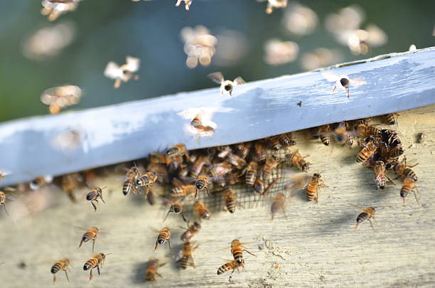 istock swarm of bees trying to get into beehive through vent 465611834