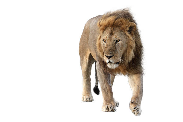 istock Male wild african lion in white background 465611908