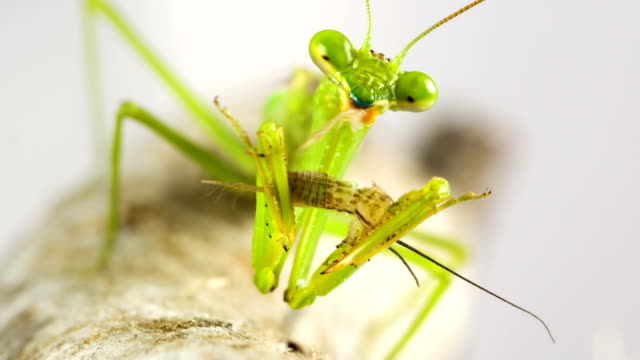 Macro shot of Praying Mantis eating a cricket