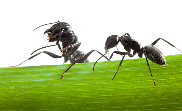 istock Macro of two ants on grass blade 465612343