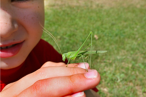 Little boy and a big , green grasshopper on his hand