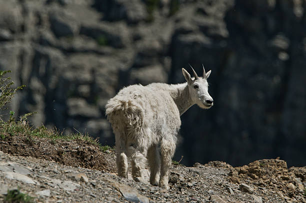 istock Mountain Goat Kid in Glacier National Park 465612714