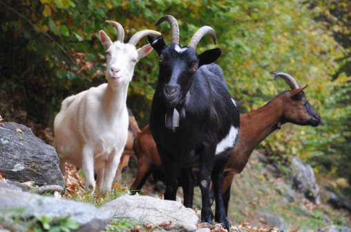 Three goats and three colors watching