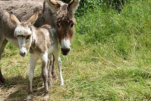 istock Donkey curious on green meadow in Italy 465612896