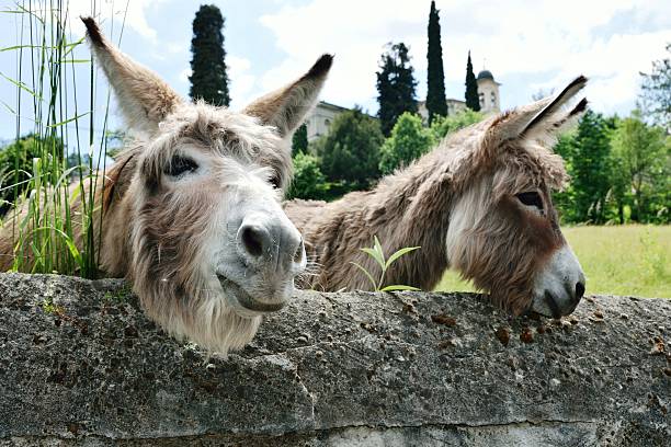 neugierige esel auf der wiese-italie - donkey mule large grazing photos et images de collection