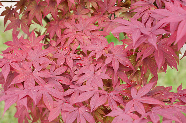 istock Red Leaves in autumn 465615601