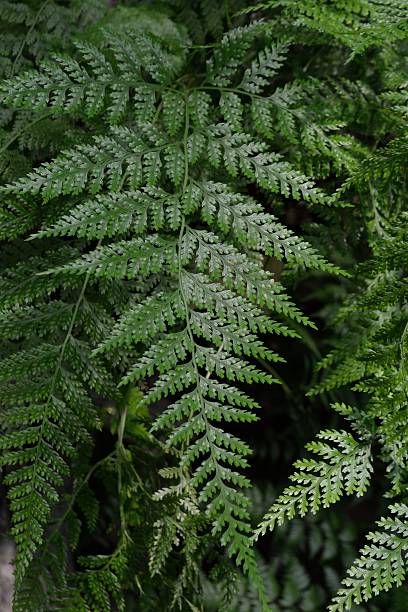 zielone liście z fern roślin - fern new zealand macro frond zdjęcia i obrazy z banku zdjęć