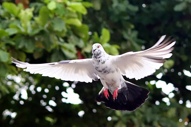 Flying pigeon in the natural