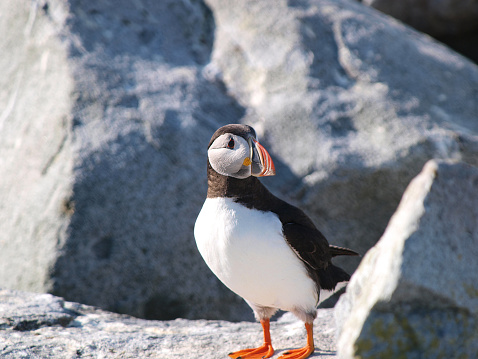 Atlantic Puffin standing on a rock with more rocks in the background