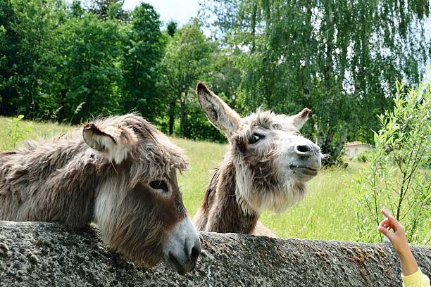 istock Donkey curious on green meadow in Italy 465616644