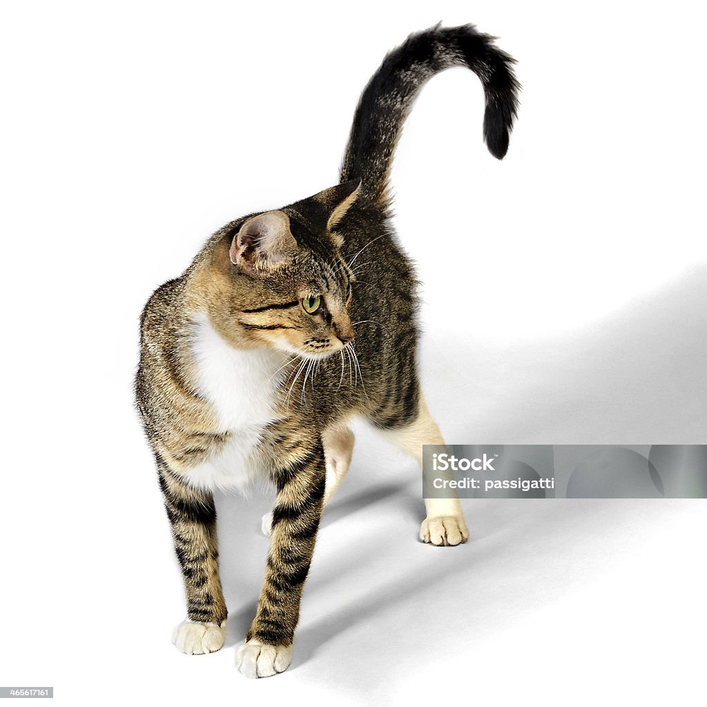 Young Brown Tabby Kitten Cat isolated on White Background Domestic Cat Stock Photo