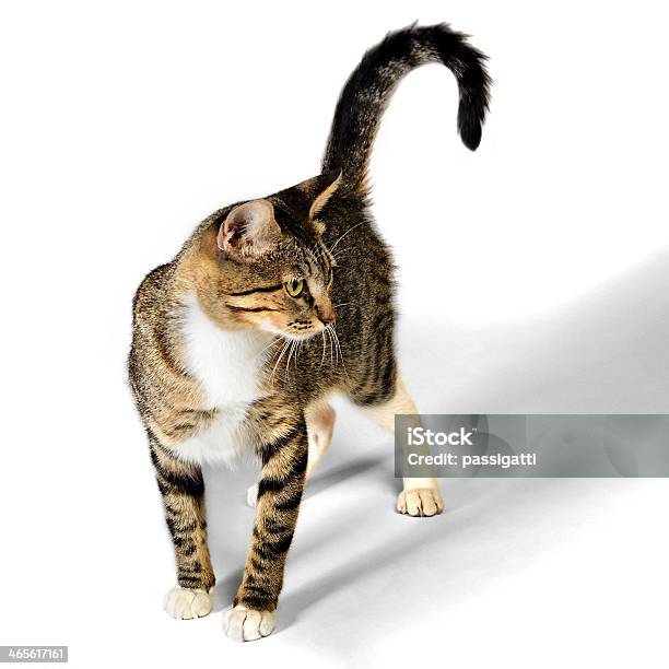 Young Brown Tabby Kitten Cat Isolated On White Background Stock Photo - Download Image Now