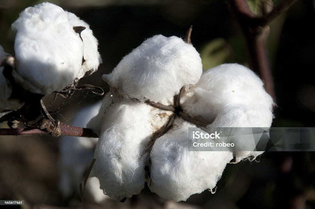 Algodão Bolls - Royalty-free Agrafo Foto de stock