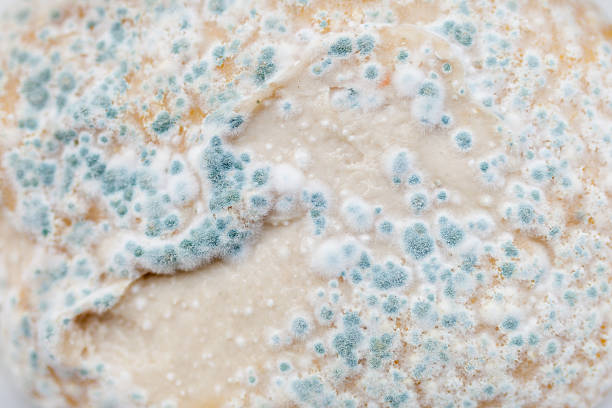 The dough on a mold.