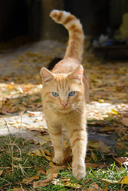 istock Beautiful blue-eyed ginger cat 465619566