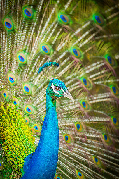 istock portrait of beautiful peacock 465620045