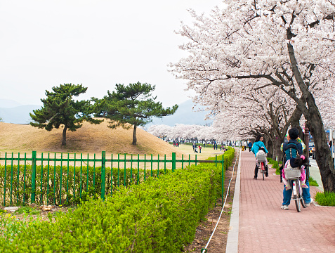 Hakodate, Japan - April 30, 2022 : Hakodate, Hokkaido, Japan. Beautiful cherry blossoms (Sakura)　will bloom in May. Many local residents and tourists visit. It is the scenery of spring in Japan.