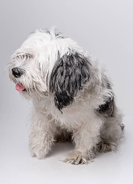 istock Cute pet - Maltese dog with tongue out in studio 465620290
