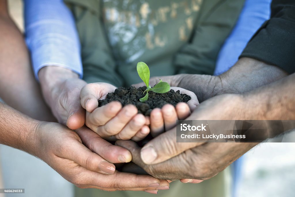 Young plant in hands Young green plant in hands, environmental conservation Agriculture Stock Photo