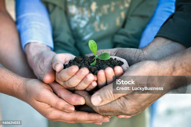 Young Plant In Hands Stock Photo - Download Image Now - Agriculture, Beginnings, Care