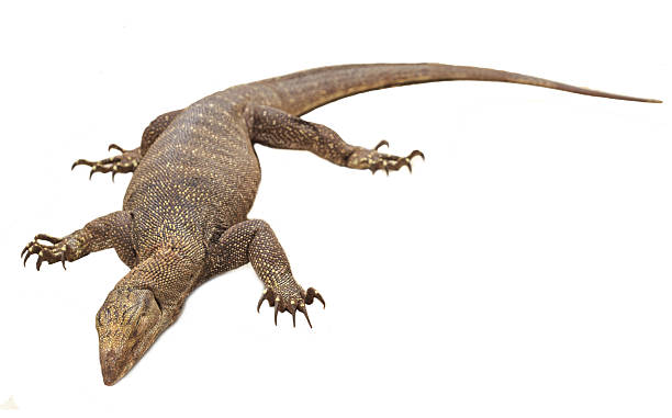 istock Bengal monitor isolated on white background 465624114