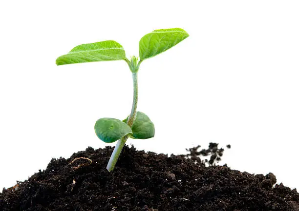 heap dirt with a green soybean sprout isolated on white