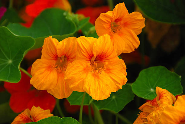 Nasturtium orange flowers in the summer garden.