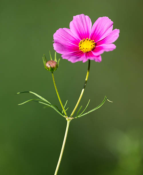 Schmuckkörbchen, Garden Cosmos, Mexican Aster (Cosmos Bipinnatus) Schmuckkörbchen, Garden Cosmos, Mexican Aster (Cosmos Bipinnatus) schmuckkörbchen stock pictures, royalty-free photos & images