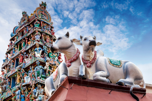 Focus on a pair of sacred cows guarding the facade of a Hindu temple shown here in deliberate shallow depth of field.